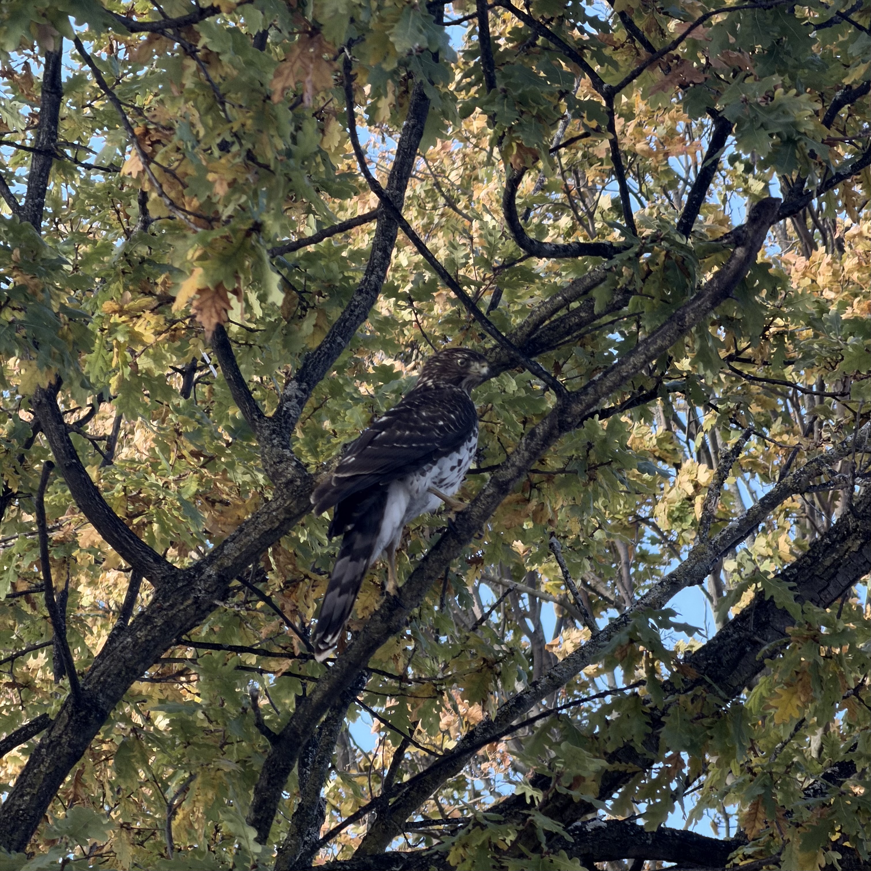 The Cooper's Hawk