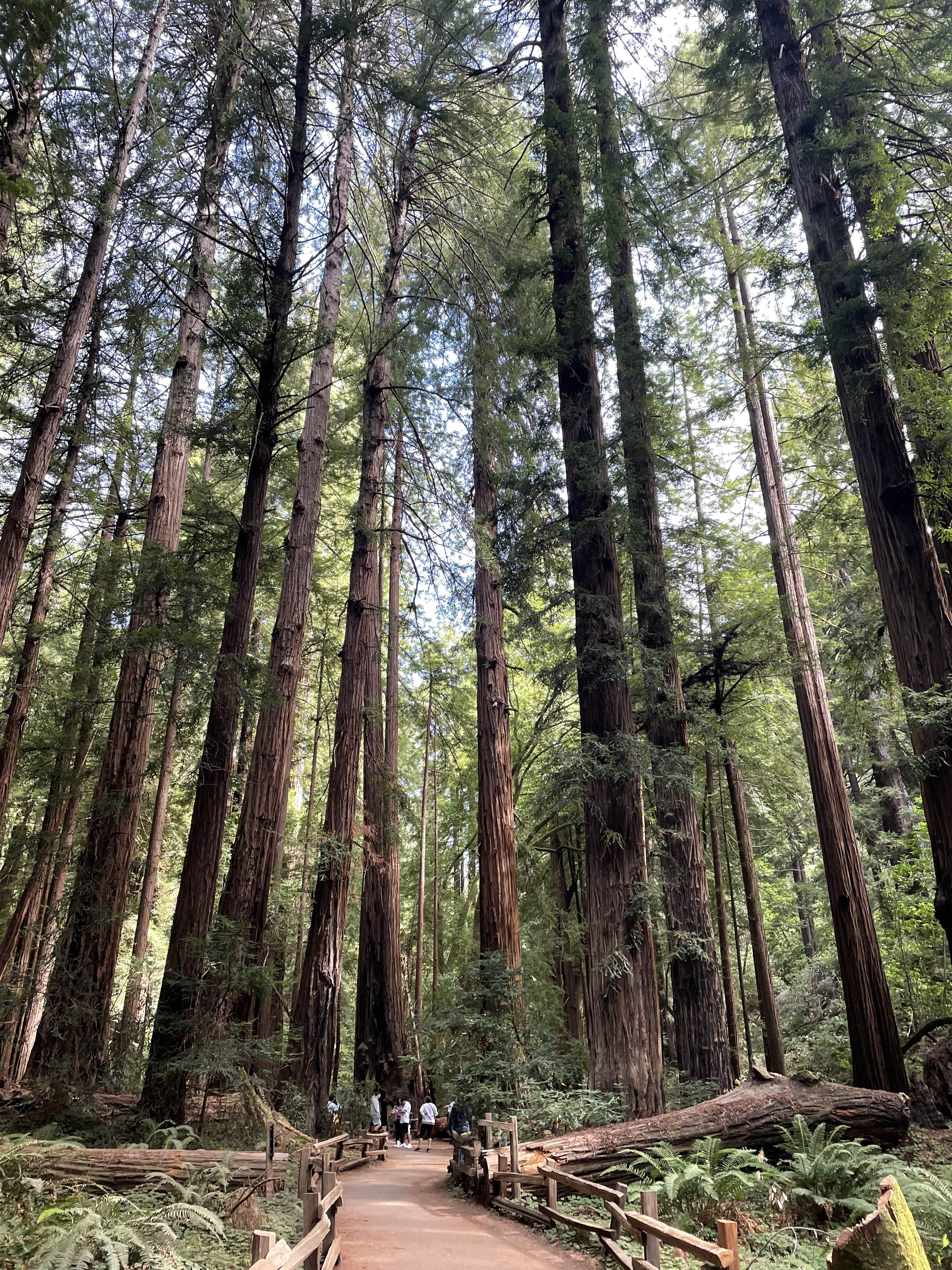 Another of Muir Woods National Monument