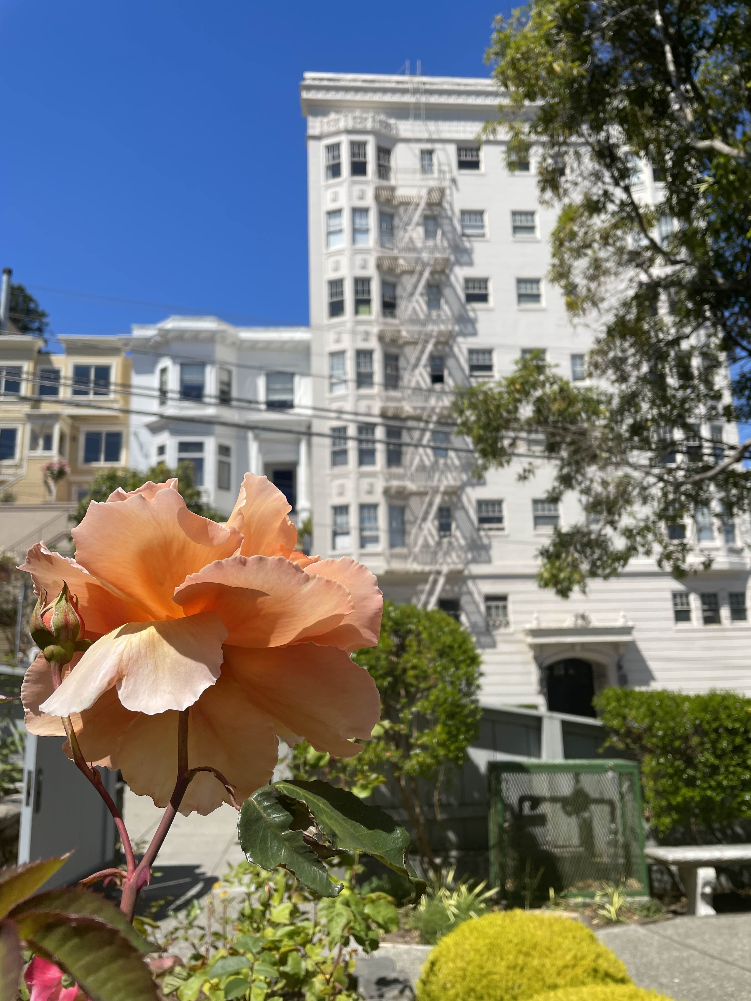 A flower and an apartment building