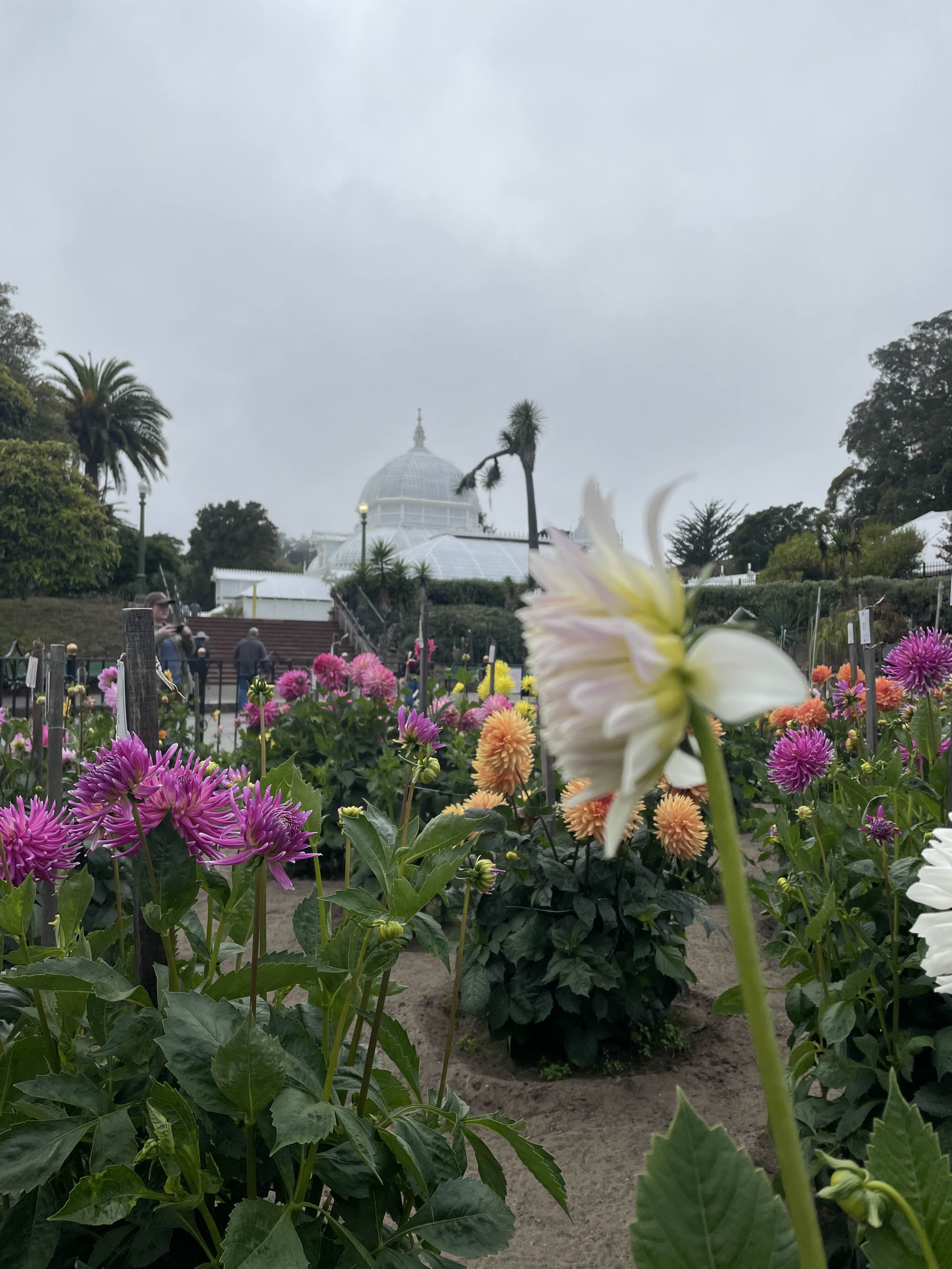 Plants in front of the greenhouse